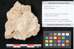 Foto (Objekt + Etikett) von Fraxinus frangula L. (NHMW-GEO-2024-0188-11317)